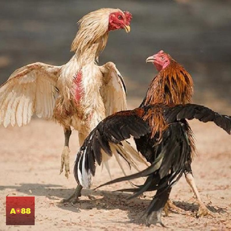 Đá gà AO88 Đá gà AO88