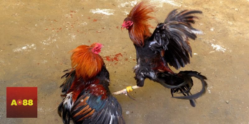 Đá gà đòn - Thiên về đòn thế, sức bền và độ lì đòn Đá gà đòn - Thiên về đòn thế, sức bền và độ lì đòn